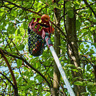 Регулировка наклона корзины на 180° позволяет собрать даже самые труднодоступные плоды.